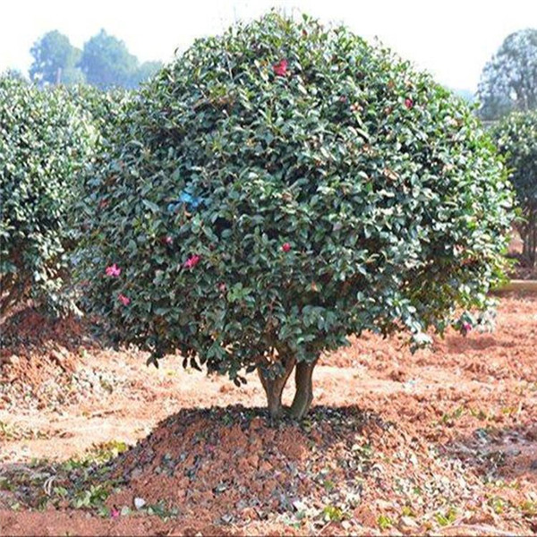 茶梅球图片