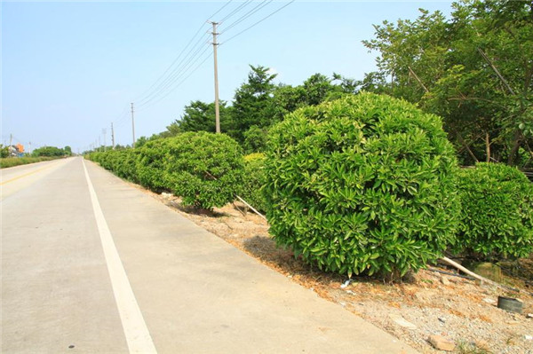 非洲茉莉球基地实拍图片