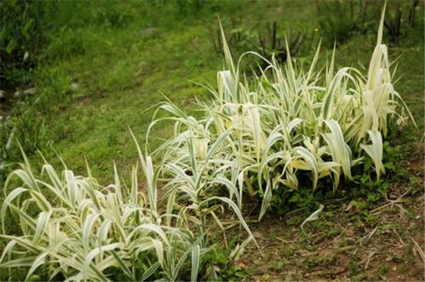 花叶芦苇图片