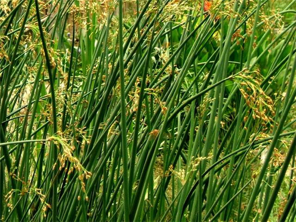 水葱水生植物基地实拍图