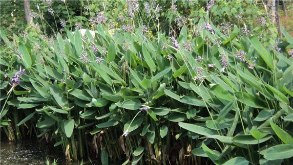 再力花水生植物基地实拍