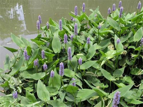 再力花水生植物基地实拍