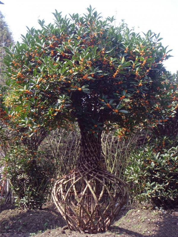 桂花花瓶实拍图片