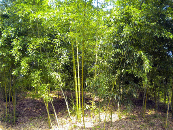 红竹